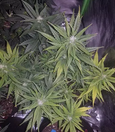 K.O Crop Auto (Cream of the Crop Seeds) Cannabis-Samen