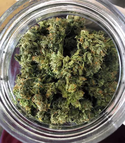 BCN Critical XXL Autoflower (Seedstockers) Cannabis-Samen