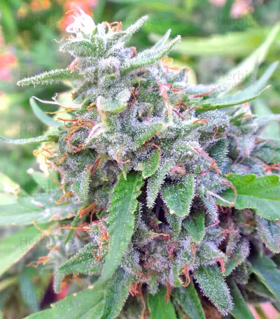 Bangi Haze (Ace Seeds) Cannabis-Samen