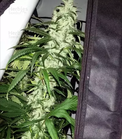Cheese (Big Buddha Seeds) Cannabis-Samen