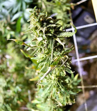 Black Destroyer (Original Sensible Seeds) Cannabis-Samen