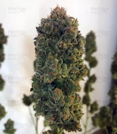 Blue Fire (Humboldt Seeds Organization) Cannabis-Samen