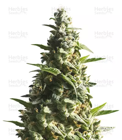 Bubble Bud (Blackskull Seeds) Cannabis-Samen