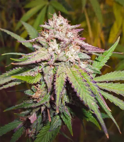 Candyland (Grand Daddy Purp) Cannabis-Samen