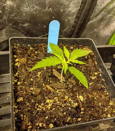 Critical Super Silver Haze (Delicious Seeds)