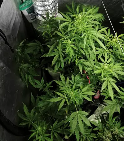Diesel Auto (G13 Labs) Cannabis-Samen