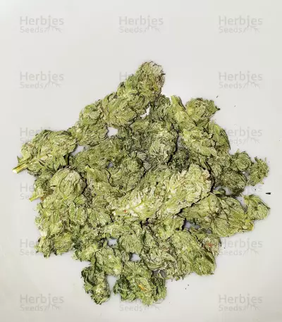 Dogstar Dawg (Big Head Seeds) Cannabis-Samen