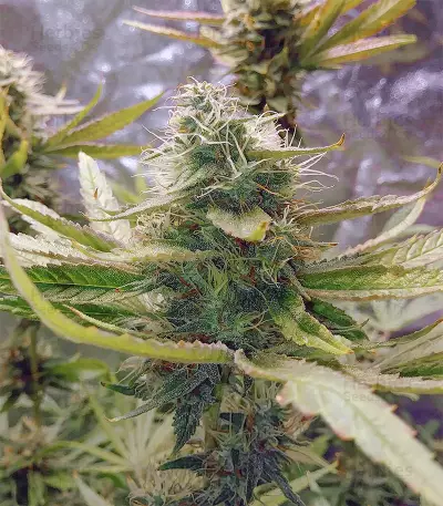 Eleven Roses feminisierte Samen (Delicious Seeds)