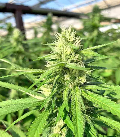 Gorilla Cookies (Big Head Seeds) Cannabis-Samen