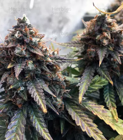 Juicy Lucy Auto (Auto Seeds) Cannabis-Samen