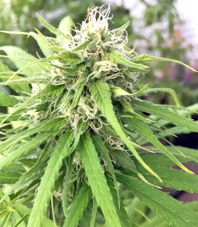 Kali China (Ace Seeds) Cannabis-Samen