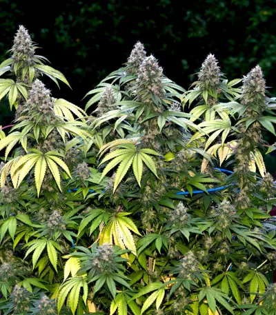 Kandy Kush (Reserva Privada) Cannabis-Samen