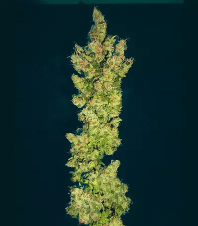 Lemon OG Kush (DNA Genetics) Cannabis-Samen