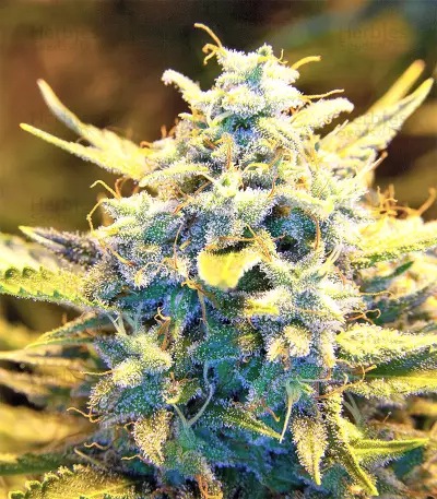 Malawi Breeders Pack regular (Ace Seeds) Cannabis-Samen