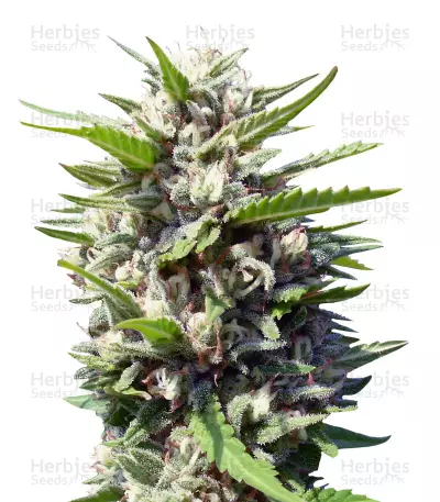 Northern Lights Auto (Genehtik Seeds) Cannabis-Samen