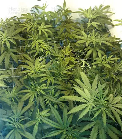 Orange Sorbet (Karma Genetics) Cannabis-Samen