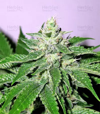 Pakistan Chitral Kush Standard (Ace Seeds) Cannabis-Samen