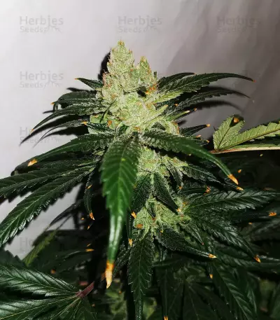 Sour Diesel (BlimBurn Seeds) Cannabis-Samen