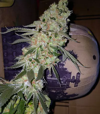 Sour Tangie (Reserva Privada) Cannabis-Samen