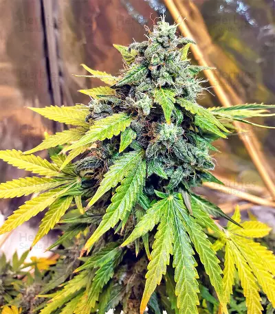 Sticky Fingers Autoflower (Seedstockers) Cannabis-Samen
