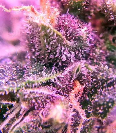 Super Auto Lemon Haze (Original Sensible Seeds) Cannabis-Samen