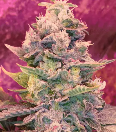The OG #18 (Reserva Privada) Cannabis-Samen