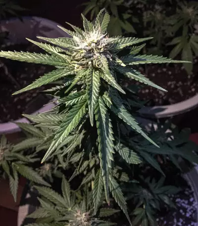 Watermelon Z (Pyramid Seeds) Cannabis-Samen