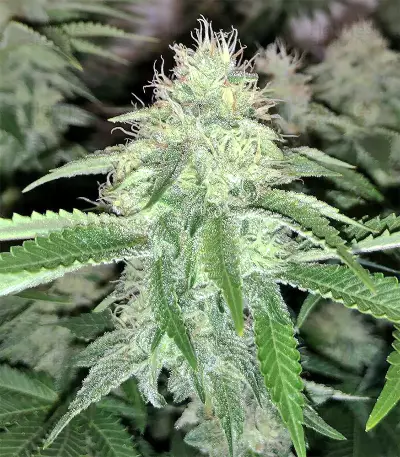 Xtreme Kush (Xtreme Seeds) Cannabis-Samen