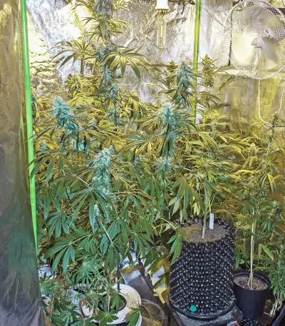 Zombie Kush (Ripper Seeds) Cannabis-Samen