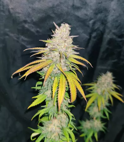 Afghan Kush Regular (World of Seeds) Cannabis-Samen