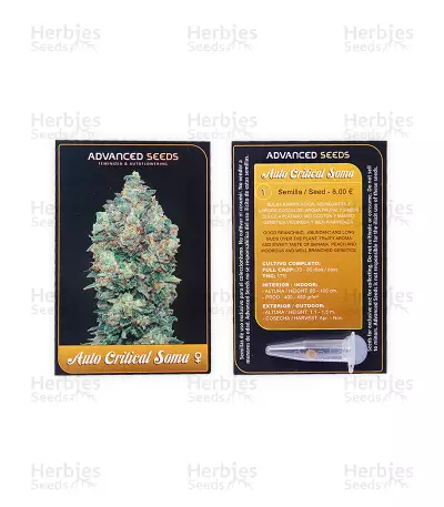 Auto Critical Soma (Advanced Seeds) Cannabis-Samen