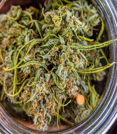Auto Gorillagasm (Top Shelf Elite Seeds) Cannabis-Samen