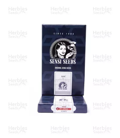 Big Bud Automatic (Sensi Seeds) Cannabis-Samen