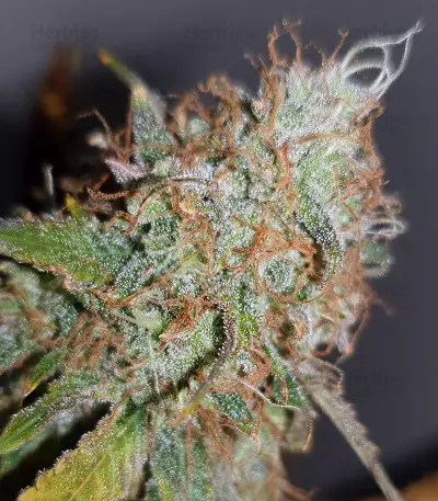 Cash Crop Auto (Cream of the crop seeds) Cannabis-Samen