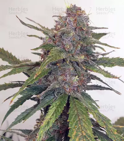 Cash Crop Auto (Cream of the crop seeds) Cannabis-Samen