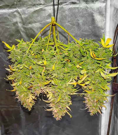 Crystal WW Autoflower feminisierte Samen (EGS)