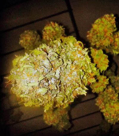 Exodus Cheese (GHS) Cannabis-Samen