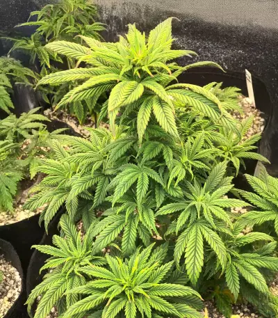Ghost Chem OG Autoflower feminisierte Samen (Seedkeepers)