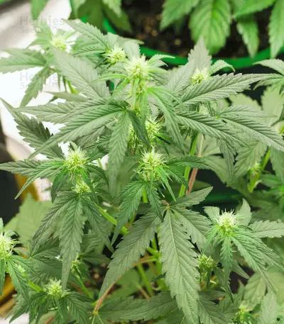 Godzilla Original Glue GG#4 feminisierte Samen (Herbies Seeds)