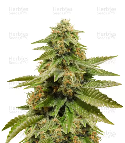 Gorilla Breath (Humboldt Seeds) Cannabis-Samen