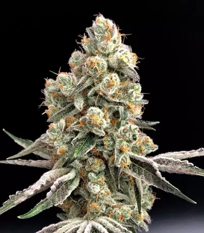 HiFi 4G (Dutch Passion) Cannabis-Samen