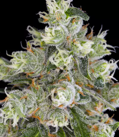 Jack Herer (Blackskull Seeds) Cannabis-Samen