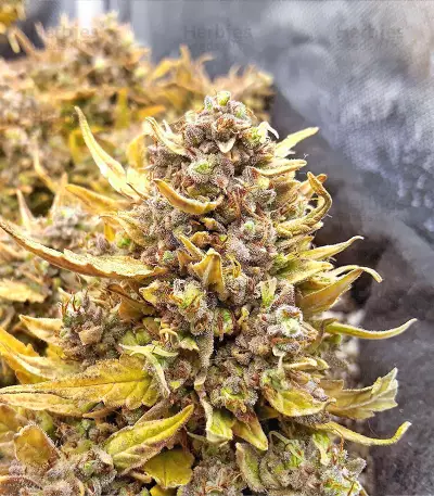 Northern Lights x Big Bud Auto (Expert Seeds) Cannabis-Samen