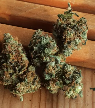 Orange Sherbert (Barney's Farm) Cannabis-Samen