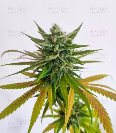 Passion #1 (Dutch Passion) Cannabis-Samen