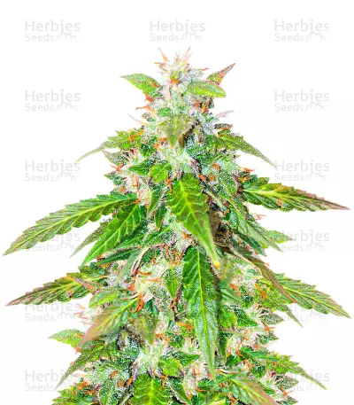 Quarter Pounder Autoflower feminisierte Samen (EGS)