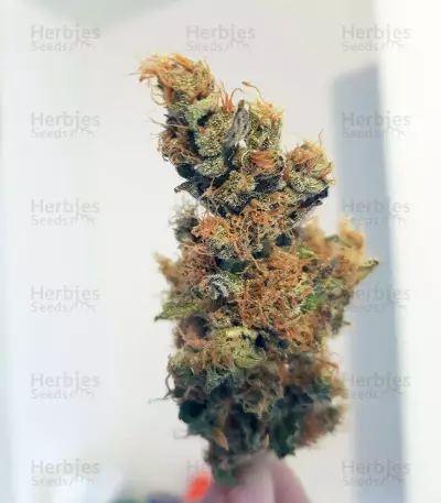 Quick Critical + (Dinafem Seeds) Cannabis-Samen