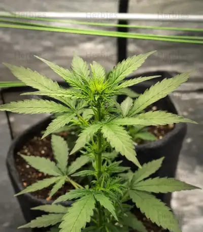 Auto Georgia Pie (Advanced Seeds)
