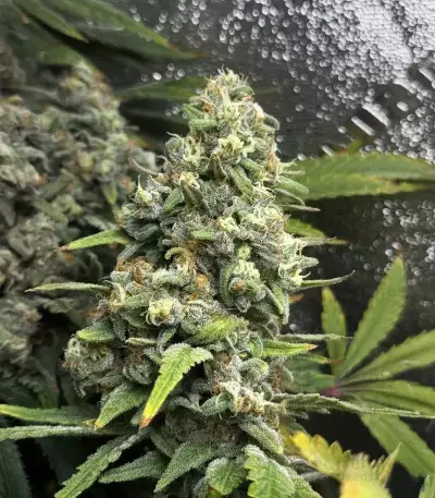 Banana Punch Samen feminisiert (Barney's Farm)