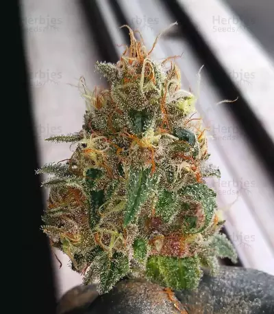 Do-Si-Dos OG (Original Sensible Seeds) Cannabis-Samen